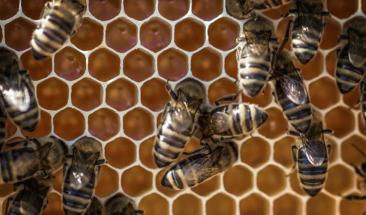 Colmena: una app para escuchar las voces de todos