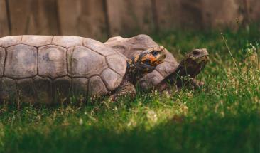 Ecuador: repoblaci&oacute;n exitosa de tortugas en los Gal&aacute;pagos