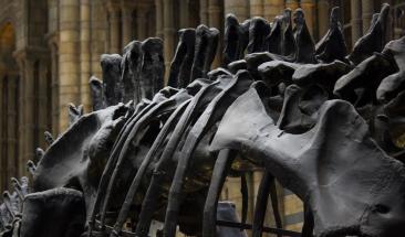 Descubren el primer f&oacute;sil de un cerebro de dinosaurio