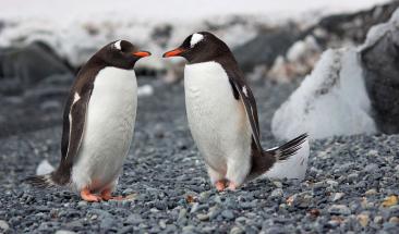 Centro Ant&aacute;rtico Internacional en Punta Arenas