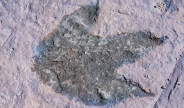 M&aacute;s de mil huellas de dinosaurios en el norte de Chile