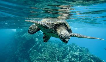 Ecuador: Caparaz&oacute;n de Ni&ntilde;os busca salvar tortugas