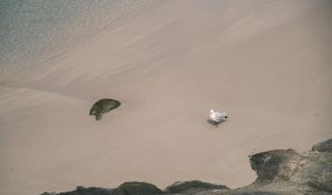 Dragones marinos en peligro de extinci&oacute;n