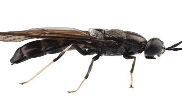 Mosca soldado negra como alternativa de alimento para animales