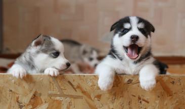 Negocios rentables en el sector mascotas