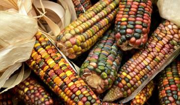 Seis datos que no conoc&iacute;as del ma&iacute;z