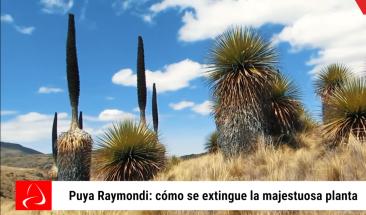 Puya de Raymondi en peligro de extinci&oacute;n