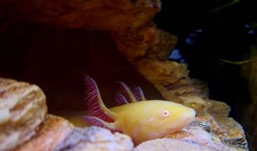 Xochimilco, &iquest;h&aacute;bitat del ajolote en M&eacute;xico?