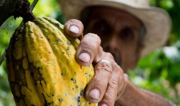 Nestl&eacute; busca que 40% del cacao que utiliza en M&eacute;xico sea nacional