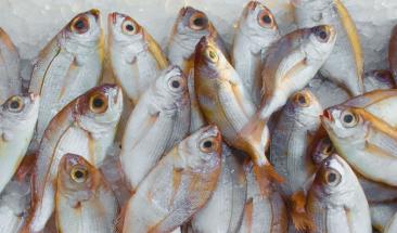 M&eacute;xico: alimentarse de todo tipo de pescados