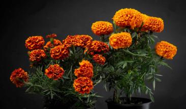 Industria naranja como sector clave en Latam