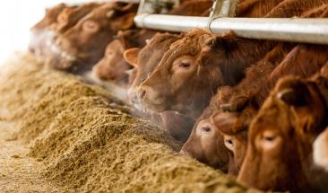 D&iacute;a Mundial de los Animales de Granja