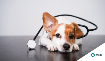 MSD Animal Health Per&uacute; lanza innovadora vacuna contra el parvovirus