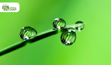 WRG y Aquafondo reconocen a Agr&iacute;cola Chap&iacute; por su gesti&oacute;n responsable del agua