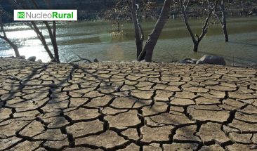Ganaderos prev&eacute;n fuerte sequ&iacute;a en Quer&eacute;taro