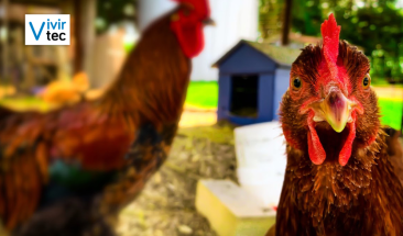 La influenza aviar no pone en riesgo la carne de pollo y huevos para su consumo