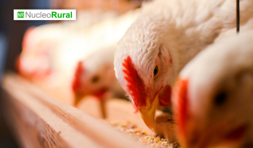 La influenza aviar no pone en riesgo el consumo de huevos y carne de pollo