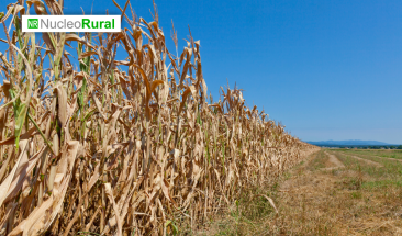 Sequ&iacute;as afectan campa&ntilde;a agr&iacute;cola en Per&uacute;