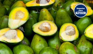 Aguacate: icono de la econom&iacute;a binacional M&eacute;xico- EU