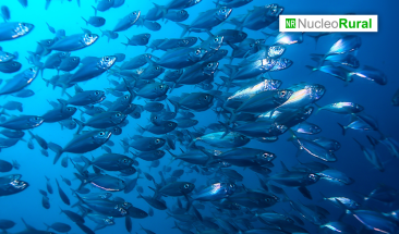 El calentamiento global reduce el tama&ntilde;o de los peces de aguas profundas