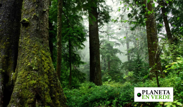 Epson "adoptar&aacute;" m&aacute;s de 1 700 &aacute;rboles en la Regi&oacute;n Amazonas