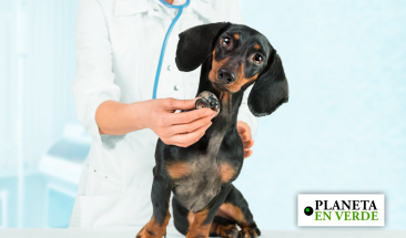 Verano: cuatro consejos para proteger a tu mascota de las pulgas y garrapatas