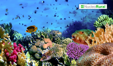 Arrecifes y manglares protegen de inundaciones costeras