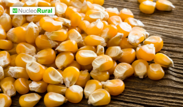 UE solicita ayuda por exceso de importaciones agr&iacute;colas de Ucrania