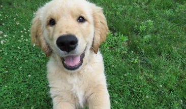 Emprendimiento en el sector de mascotas: &ldquo;Cleto el influencer&rdquo;