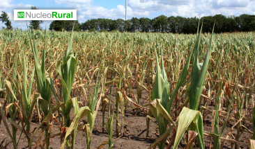 Campo argentino aportar&aacute; 13% menos divisas en el 2023