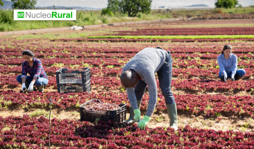 26 mil trabajadores mexicanos viajan a los campos de Canad&aacute;