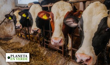 Ganader&iacute;a: cuatro ventajas de implementar un sistema de trazabilidad alimentaria