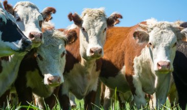 Ganader&iacute;a: cuatro ventajas de implementar un sistema de trazabilidad alimentaria