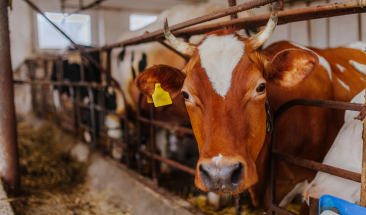 Ganader&iacute;a: cuatro ventajas de implementar un sistema de trazabilidad alimentaria