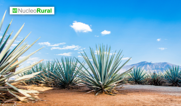 Crean consorcio para la sustentabilidad en industria tequilera