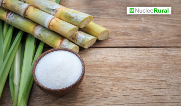 Lo que debes saber sobre la ca&ntilde;a de az&uacute;car