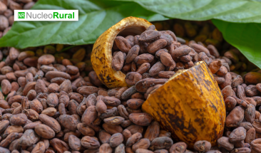 Productos latinoamericanos estrella en el mercado japon&eacute;s