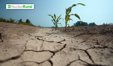 La agricultura italiana se encuentra amenazada por la sequ&iacute;a