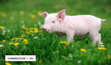 Vacunaci&oacute;n sin aguja: Nueva Tecnolog&iacute;a de aplicaci&oacute;n para la industria porc&iacute;cola