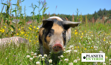 Vacunaci&oacute;n sin aguja: Nueva Tecnolog&iacute;a de aplicaci&oacute;n para la industria porc&iacute;cola