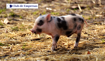 Vacunaci&oacute;n sin aguja: Nueva Tecnolog&iacute;a de aplicaci&oacute;n para la industria porc&iacute;cola