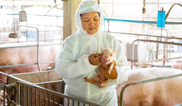 Vacunaci&oacute;n sin aguja: Nueva Tecnolog&iacute;a de aplicaci&oacute;n para la industria porc&iacute;cola