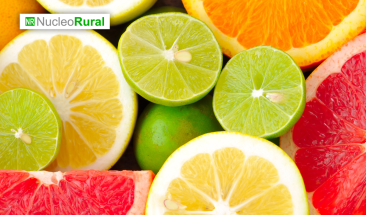 &iquest;C&oacute;mo van las exportaciones de c&iacute;tricos peruanos este 2023?