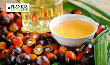 'Super&aacute;rboles' como alternativa ecol&oacute;gica al aceite de palma y soya