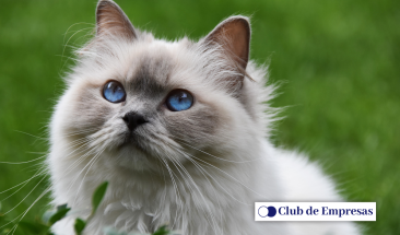 Hemobartonelosis felina: c&oacute;mo prevenir e identificar esta enfermedad en tu mascota