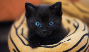 Hemobartonelosis felina: c&oacute;mo prevenir e identificar esta enfermedad en tu mascota