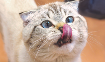 Hemobartonelosis felina: c&oacute;mo prevenir e identificar esta enfermedad en tu mascota