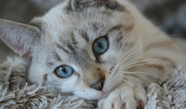 Hemobartonelosis felina: c&oacute;mo prevenir e identificar esta enfermedad en tu mascota