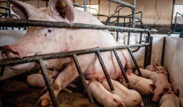 Asociaciones de protecci&oacute;n y bienestar animal saludan la presentaci&oacute;n de proyecto de ley que proh&iacute;be las jaulas inmovilizadoras de cerdas