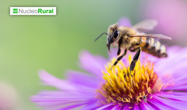 Colombia proh&iacute;be el uso de fipronil en el agro